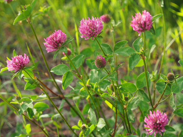Red clover has a positive effect on your health.