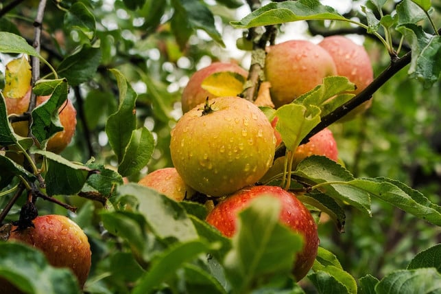 Apfelbaum pflanzen Die richtige Sorte, Zeitpunkt und Standort Utopia.de