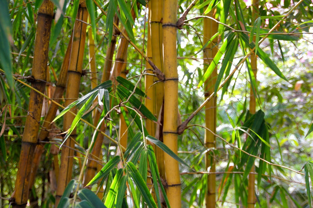 pflanze-bambus-am-besten-im-fruehling-an-cc0-pixabay-peggy_marco-210218_download Pflanze Bambus am besten im Frühling an.