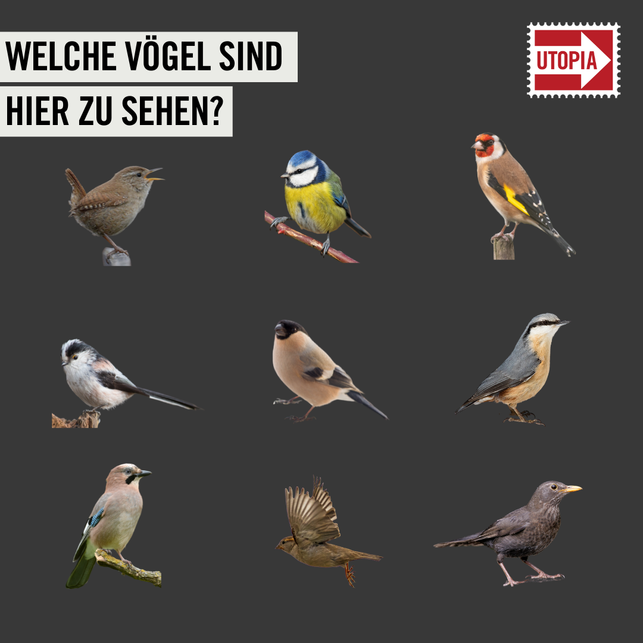 kannst-du-diese-standvoegel-benennen-utopia-231212_download Kannst du diese Vogelarten benennen?