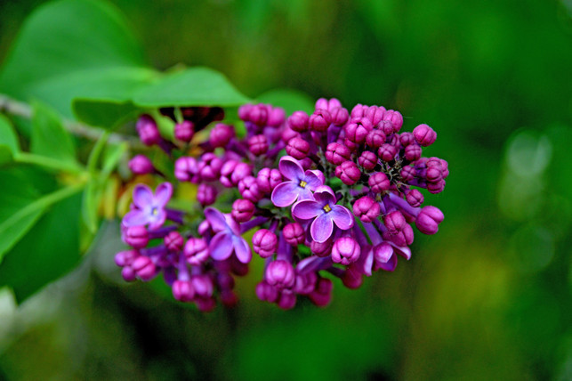 ein-schnitt-im-juli-sorgt-beim-flieder-fuer-ein-uepp-cc0--pixabay--katja_kolumna-250728_download Ein Schnitt im Juli sorgt beim Flieder für ein üppige Blüte im nächsten Jahr.