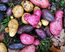 Kartoffelsorten: Diese solltest du kennen