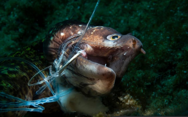 Ocean-Photography-Awards-Winner-Kerim_Sabuncuoglu-051021-1280x800px Muräne Plastikmüll