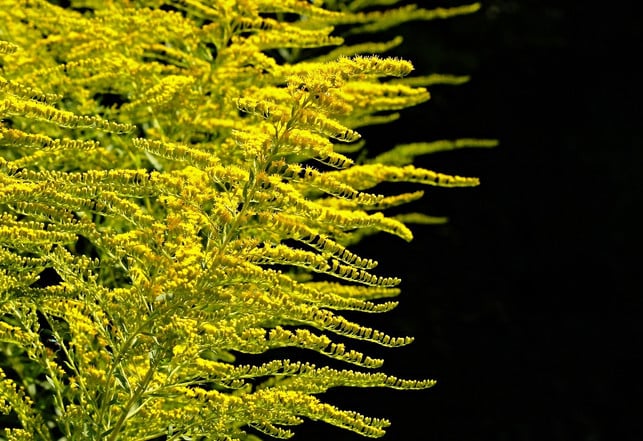 Goldenrod, combined with birch leaves and field horsetail, helps with urinary tract infections.