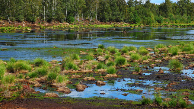 der-torfabbau-schadet-den-mooren-fuer-torffreie-er-cc0--pixabay--simonevomfeld-250916_download Der Torfabbau schadet den Mooren: Für torffreie Erde müssen keine Moorlandschaften trockengelegt werden.