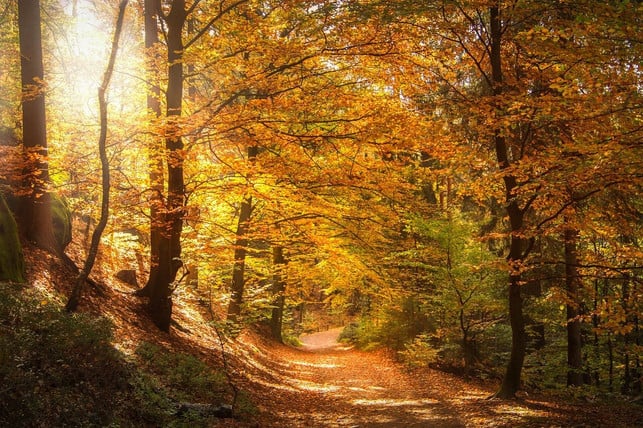 The-color-des forestes-in-influence-uneree-mood-c0-pixabay-seanq68-210930_download On a forest walk, colors can affect our mood.