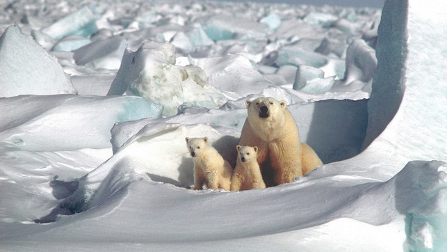 virtuell-reisen-gletscher-pb-20200525--1280x720 Eisbär