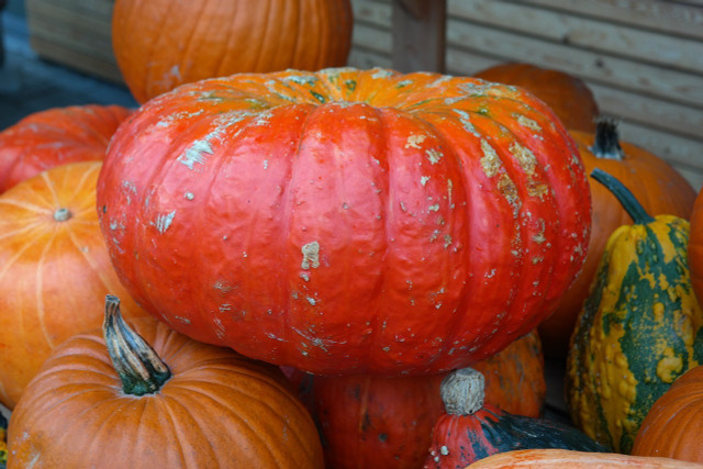 The Red Zentner pumpkin is ideal for carving.