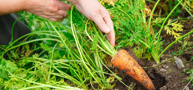 biogarten-c-160614-1280x600 Naturgarten, Biogarten