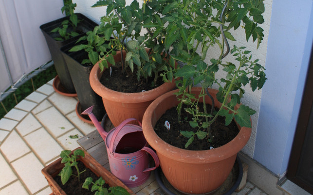 tomatenpflanzen-in-unterschiedlichen-pflanzgefaessen-maria-hohenthal-utopia-200512_download Tomatenpflanzen kannst du gut auf deinem Balkongarten anpflanzen.