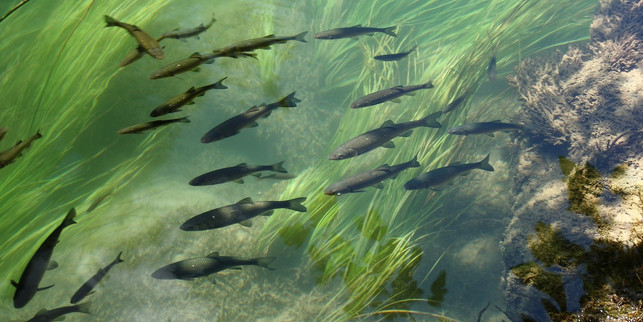 frei-lebende-fische-sind-kaum-mit-ethoxyquin-belas-cc0pixabaysteenjepsen-201015_download Frei lebende Fische sind kaum mit Ethoxyquin belastet.