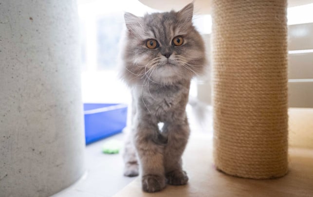 Auch Taylor Swift hat eine: Bei diesen Katzen handelt es sich um Qualzuchten Qualzucht Katze