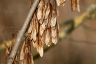 bei-der-naturverjuengung-breiten-sich-flugsamen-vor-cc0-pixabay-manfredrichter-210528_download Bei der Naturverjüngung breiten sich Flugsamen vor allem durch Wind aus.