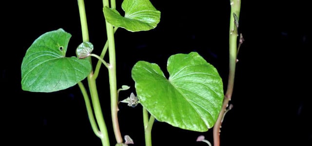 Süßkartoffel Zimmerpflanze