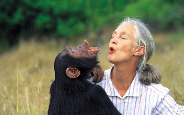 jane-goodall-z-jane goodall institut-190627-1280x800 Jane Goodall, Schimpansen