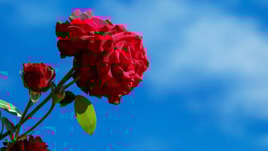 rosen-duft-cc0--pixabay--couleur-250814 Rosen Duft