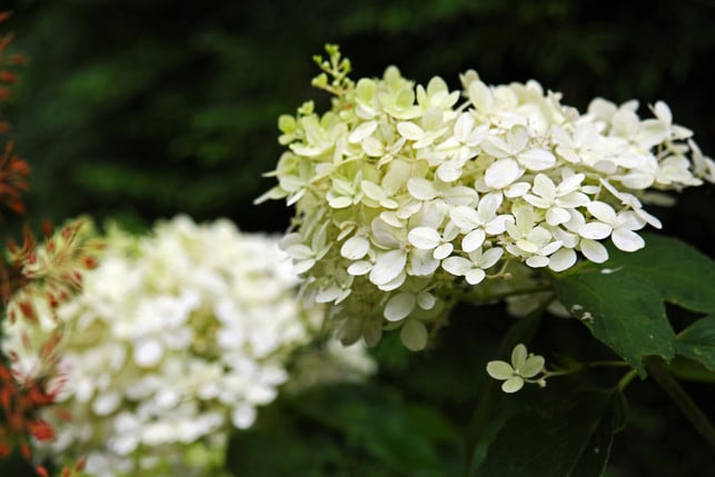 wenn-es-unbedingt-eine-hortensie-sein-soll-dann-s-cc0--pixabay--kriemer-250625_download Wenn es unbedingt eine Hortensie sein soll, dann solltest du dich nach robusten Alternativen zur empfindlichen Bauern-Hortensie umsehen.