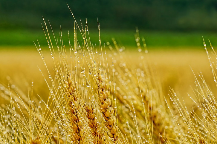 Ferulic acids are found, among other things, in grains cc0--pixabay--schwoaze-260924_download Ferulic acid is found, among other things, in grains.