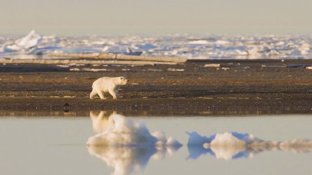 Klimaschutz Klimawandel Eisbär Polarbär Klimaschutz Klimawandel Eisbär Polarbär