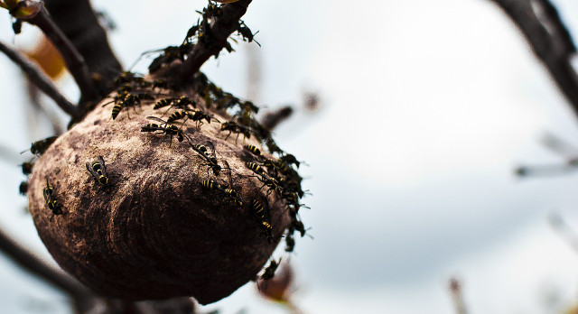 Be careful when handling hornet nests.