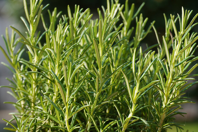 auch-rosmarin-ist-in-der-italienischen-kueche-haeufi-cc0--pixabay--samsevents-250604_download Auch Rosmarin ist in der italienischen Küche häufig anzutreffen.
