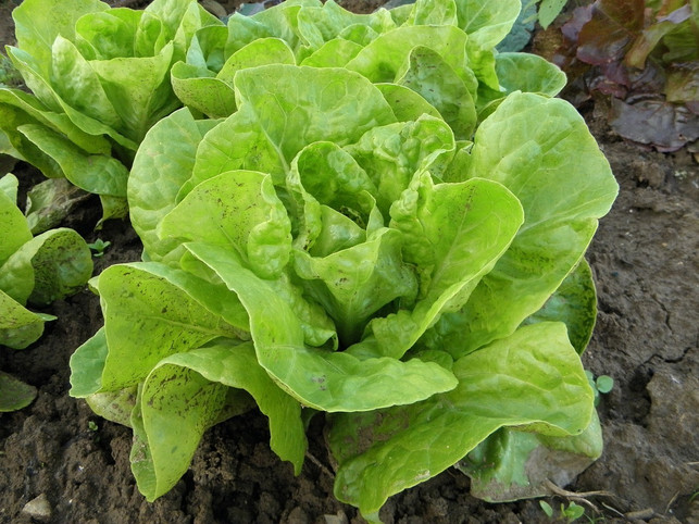 zum-kopfsalat-pflanzen-hast-du-zwei-verschiedene-m-cc0-pixabay-holgersfotografie-240502_download Zum Kopfsalat pflanzen hast du zwei verschiedene Möglichkeiten.