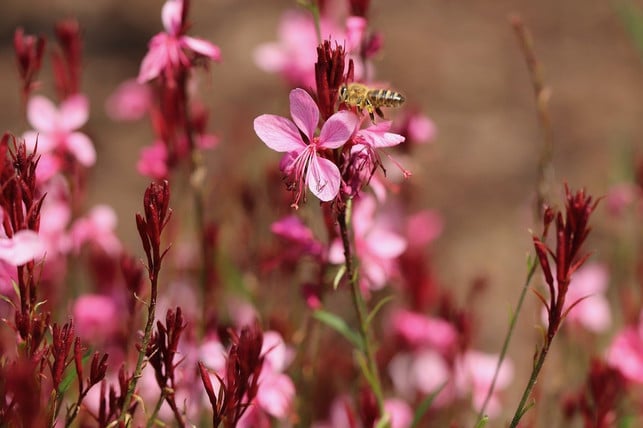 die-prachtkerze-ist-bei-bienen-beliebt-cc0-pixabay-nennieinszweidrei-200312_download Dauerblüher: Die Prachtkerze ist bei Bienen beliebt.