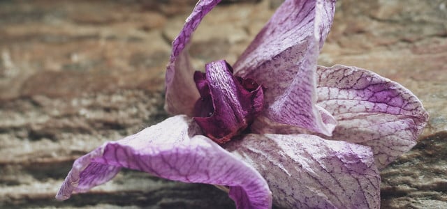 Nach der Blüte: Orchideen richtig auf die Ruhephase vorbereiten (Foto: CC0 / Pixabay / FotoZeit) orchidee verblüht