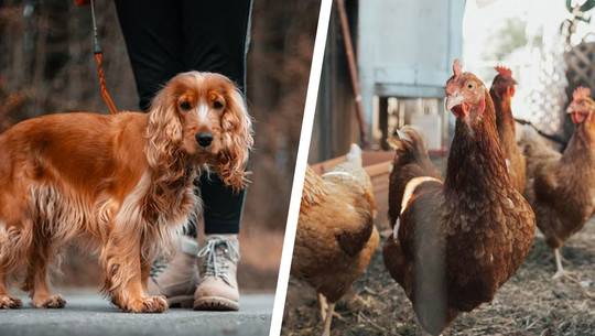 Hund, Hühner und Co.: Wann Tiere mieten in Frage kommt Hund und Hühner: Tiere mieten wird beliebter.