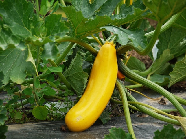 indem-du-nur-einzelne-schwache-zucchiniblaetter-abs-cc0--pixabay--monikap-250722_download Indem du nur einzelne schwache Zucchiniblätter abschneidest, unterstützt du deine Zucchini beim gesunden Wachsen.