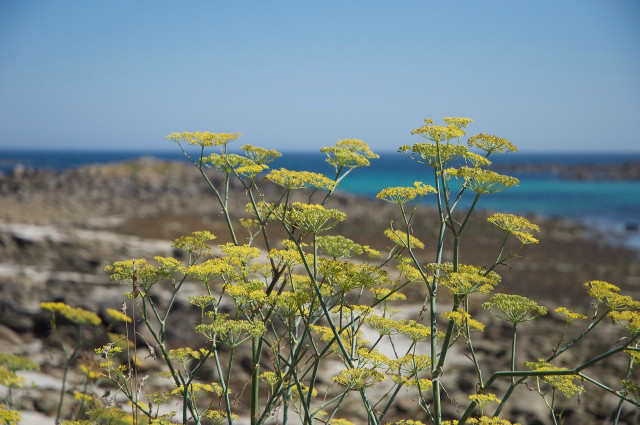 The fennel plant likes it warm and can grow up to two meters tall. 