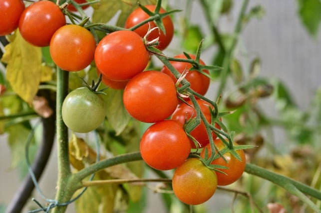 rispentomaten-solltest-du-alle-zwei-wochen-duengen-cc0-pixabay-capri23auto-200309_download Rispentomaten solltest du alle zwei Wochen düngen.