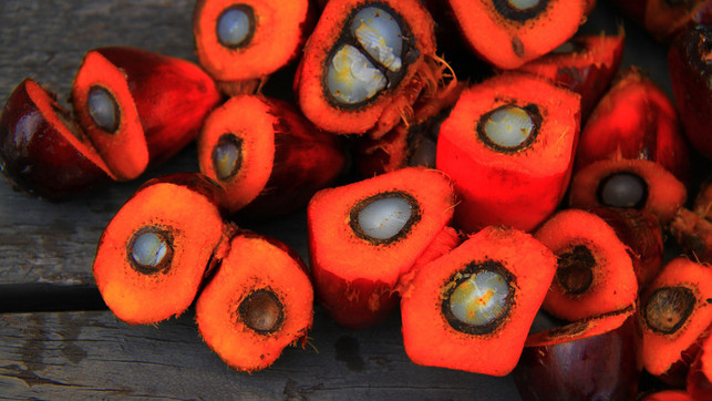 bio-palmoel-pb-Tafilah-Yusof-191014-1280x720 Bio-Palmöl: Ist das die Lösung?