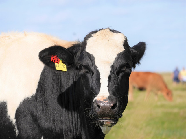 es-geht-auch-anders-glueckliche-kuehe-in-deutschlan-sven-christian-schulz-utopia-200716_download Es geht auch anders: Glückliche Kühe in Deutschland.