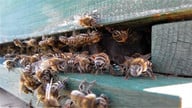 die-westliche-honigbiene-gehoert-zu-den-bekannteste-cc0-pixabay-mopsgesicht-201002_download Die westliche Honigbiene gehört zu den bekanntesten Bienenarten.