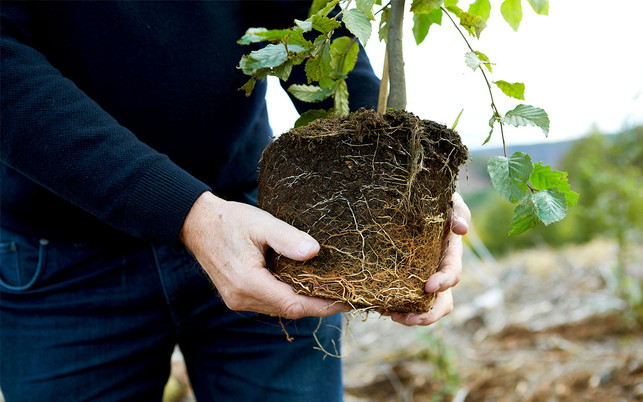 1280-800-Pflanze-in-Hand_bessergruen_Kfz-Versicherung-nachhaltig bessergrün nachhaltige Kfz Versicherung Baum pflanzen