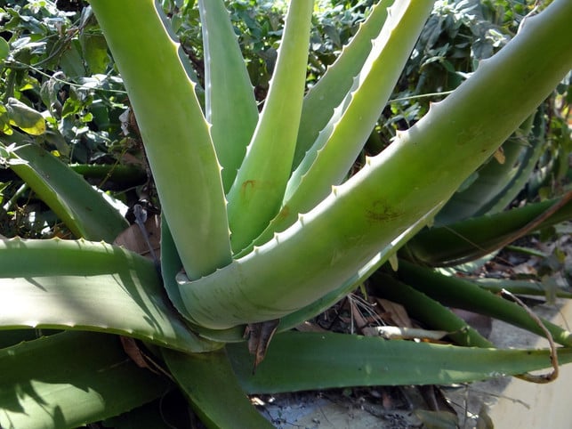 die-aloe-vera-mag-es-sonnig-und-ist-deshalb-nicht-cc0-pixabay-sarangib-230418_download Die Aloe Vera mag es sonnig und ist deshalb nicht nur als Zimmerpflanze, sondern auch für den Balkon geeignet.