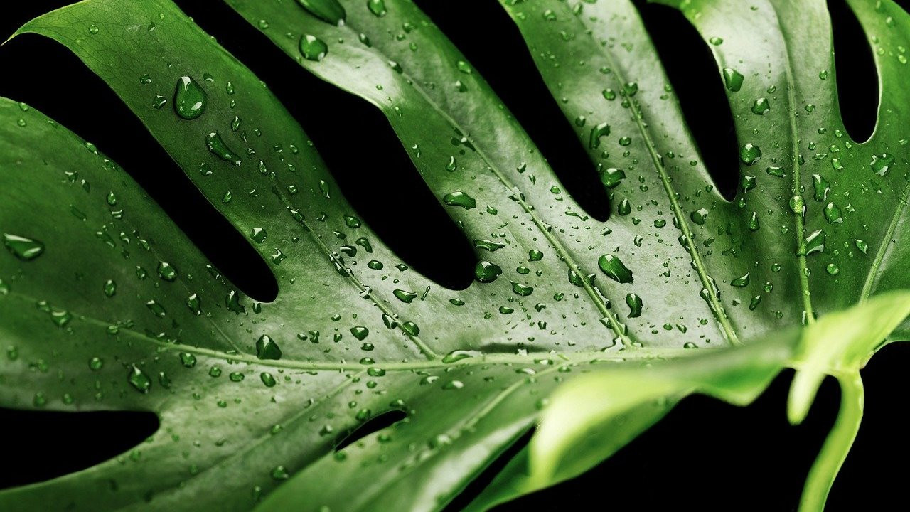 großer kaktus für zuhause Kaufen Sie einen großen Euphorbia-Kaktus – Urbangreen main image 0