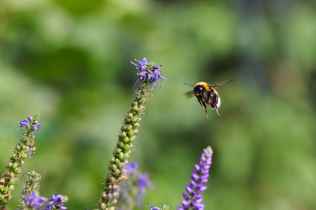 ein-insektenfreundlicher-garten-zieht-mit-seinen-w-cc0-pixabay-lolame-240422_download Ein insektenfreundlicher Garten zieht mit seinen Wildblumen auch Hummeln an.