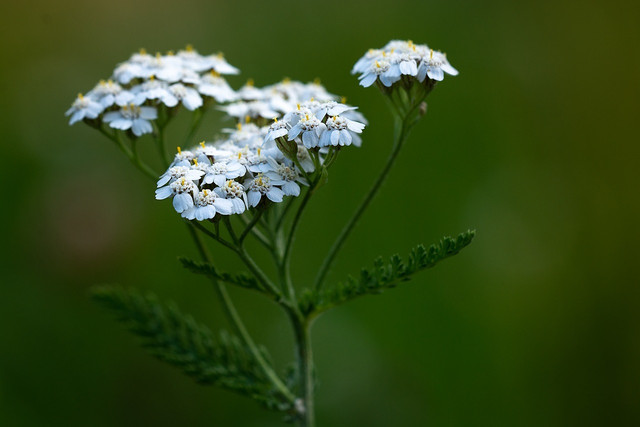 Yarrow (Achillea Millefolium)