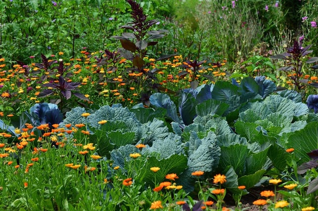 lege-dir-einen-permakulturgarten-zu-um-moeglichst-cc0-pixabay-congerdesign-180317_download Lege dir einen Permakulturgarten zu, um möglichst nachhaltig zu gärtnern.