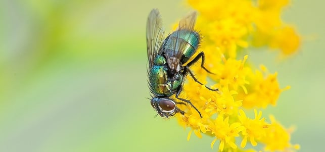 fliege-insekten-vertreiben-pb-1700602-1280x600 Fliegen vertreiben mit Wind