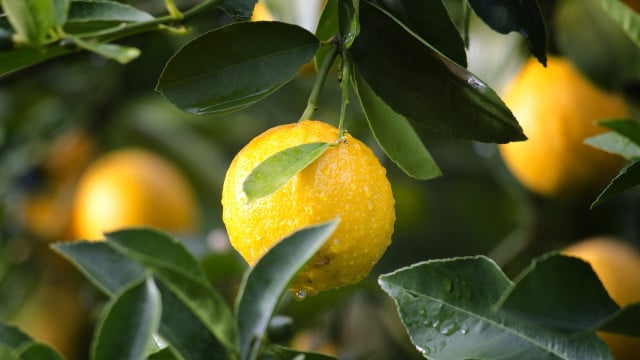 zitronen-aufbewahren-cc0-pixabay-pexels-201112 Zitronen aufbewahren