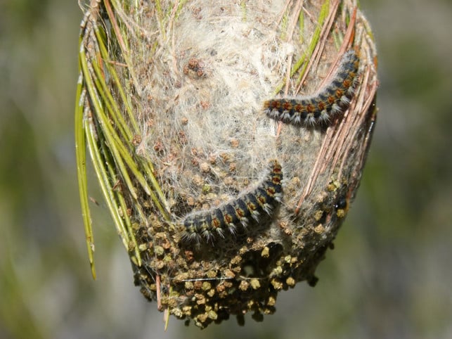Because of climate change, oak processionary spinners are spreading.