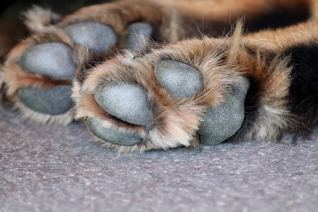 the-paws-stay-supple-thanks-to-coconut-oil-cc0-pixabay-birgl-181219_download Coconut oil keeps the paws supple.