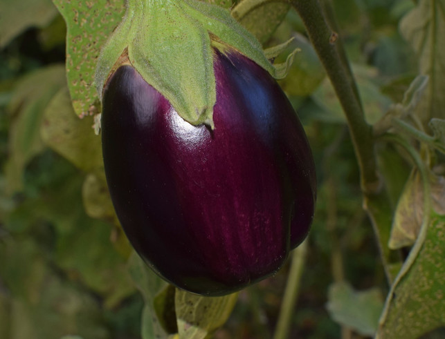 erst-wenn-die-ganze-frucht-einheitlich-gefaerbt-ist-cc0-pixabay-leoleobobeo-190202_download Erst wenn die ganze Frucht einheitlich gefärbt ist, ist die Aubergine reif.