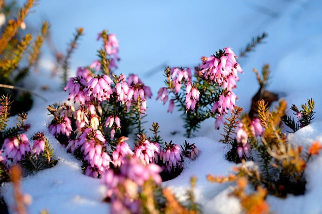 einige-pflanzen-verschoenern-auch-im-winter-den-bal-cc0-pixabay-music4life-200512_download Einige Pflanzen verschönern auch im Winter den Balkongarten.