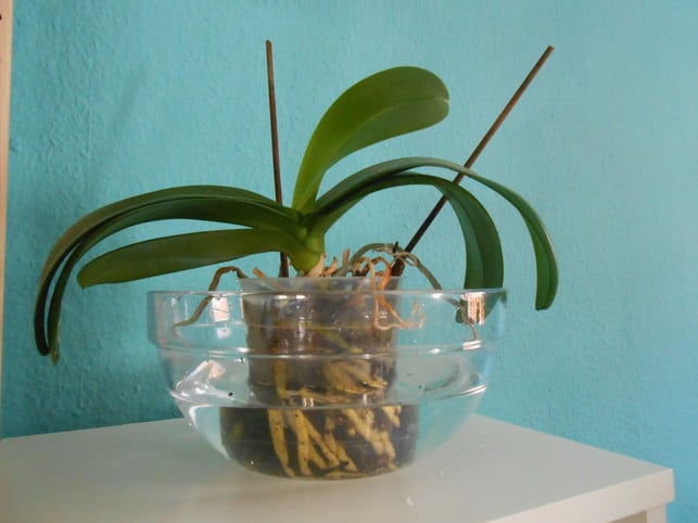 anstatt-sie-zu-giessen-tauche-deine-orchidee-in-ei-christine-mueller-utopia-171018_download Tauche Orchideen bei der Pflege in ein Wasserbad, statt sie zu gießen.