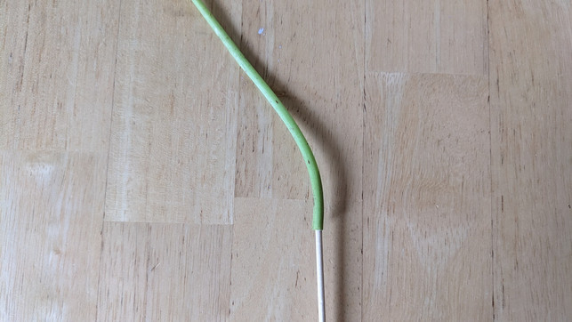 um-eine-pusteblume-haltbar-zu-machen-musst-du-von-marie-theres-bauer-utopia-230522_download Um eine Pusteblume haltbar zu machen, musst du von unten einen Holzspieß in den Stängel bis zur Blüte schieben.