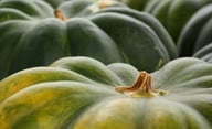 muskatkuerbis-mit-noch-gruener-schale-cc0-pixabay-psusin-200925_download Muskatkürbis mit noch grüner Schale.
